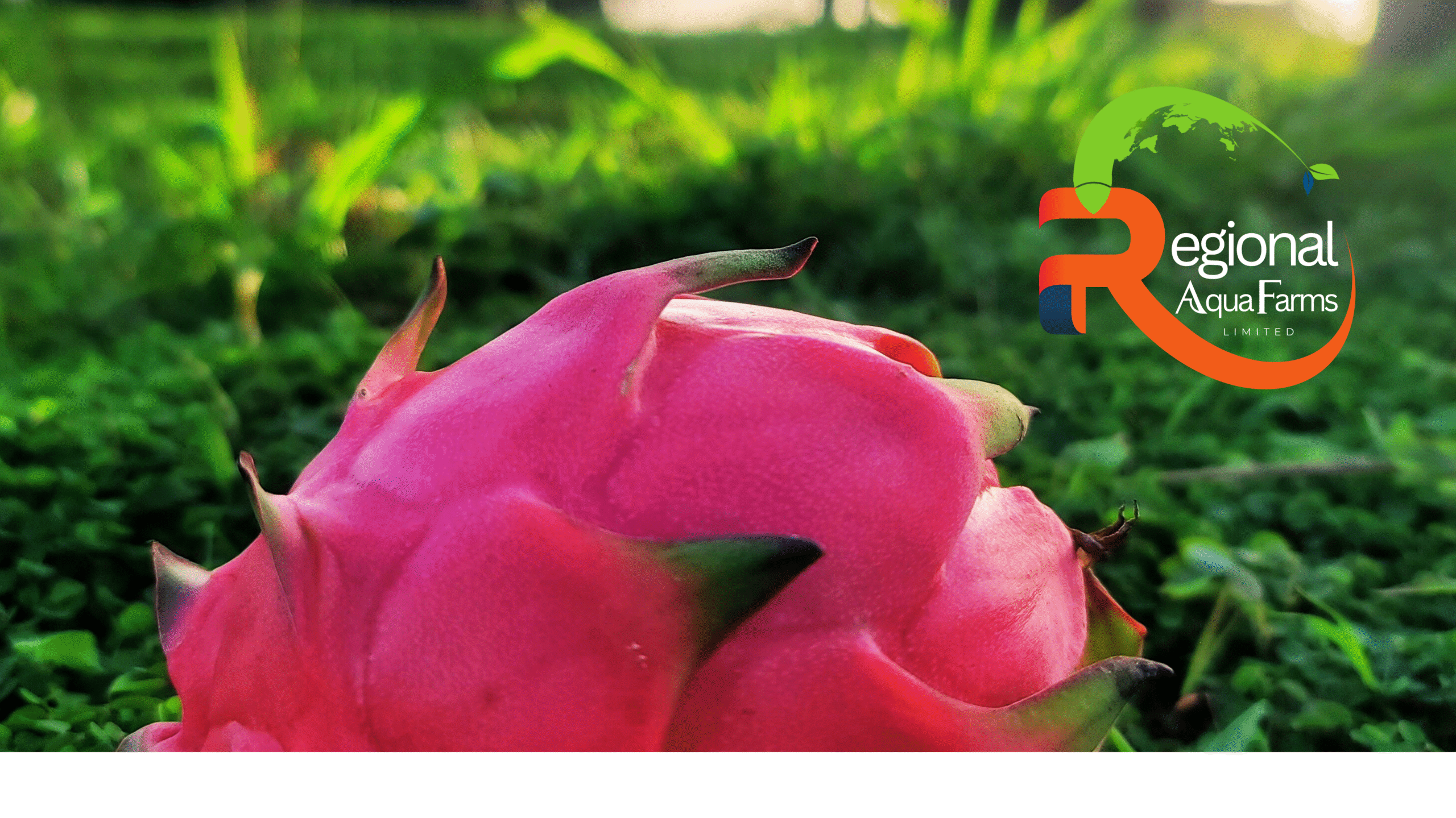 Header Dragon Fruit