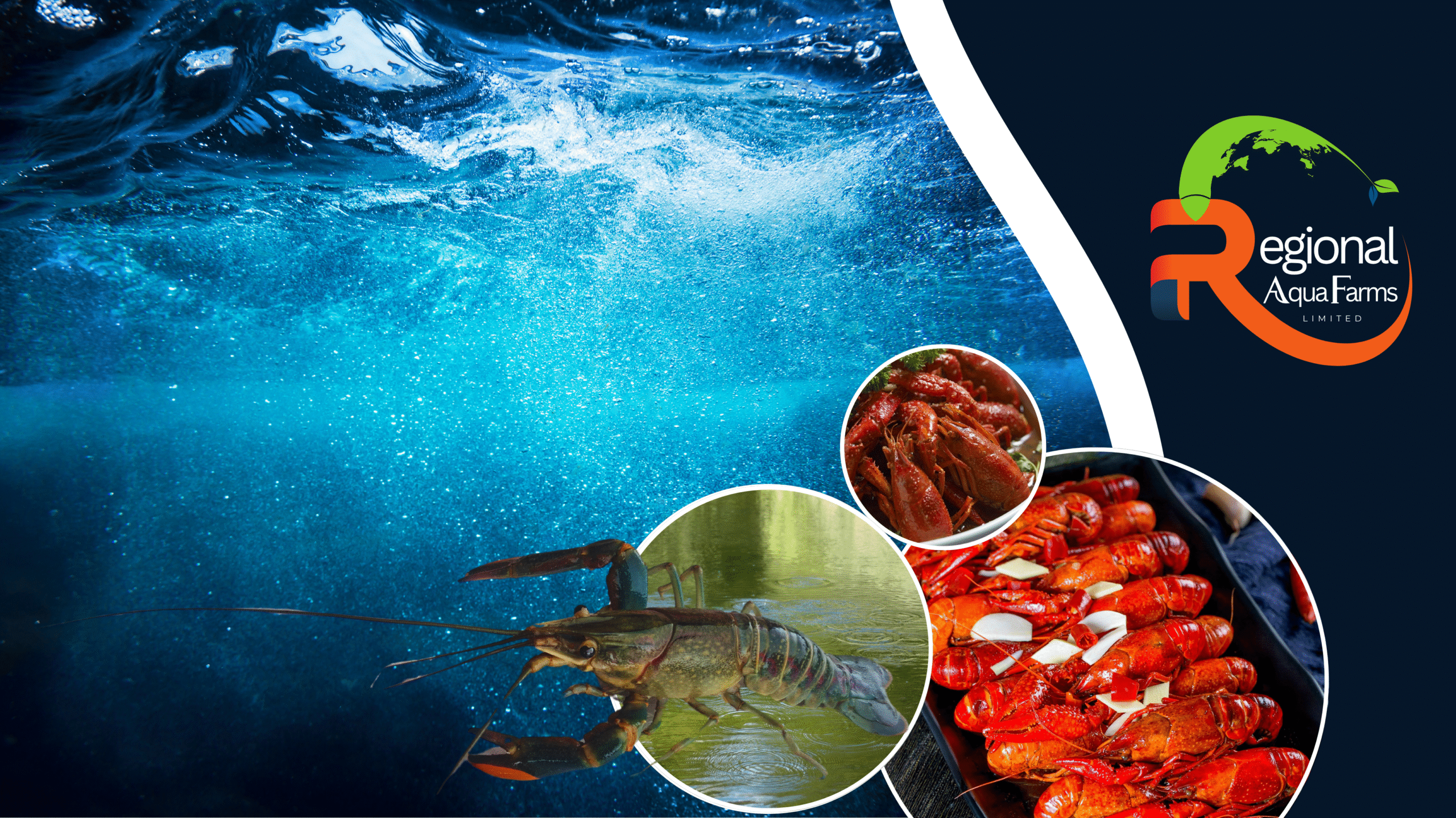 Header Freshwater Lobster