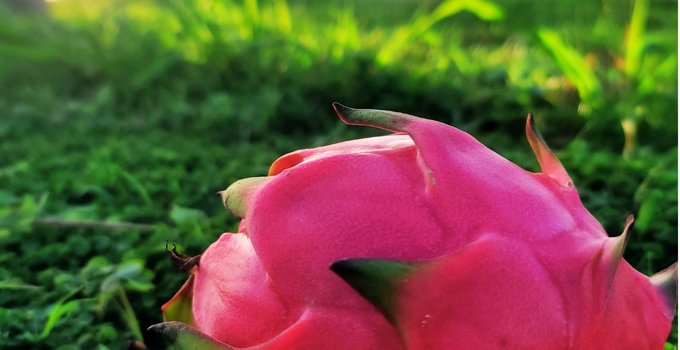Header Dragon Fruit