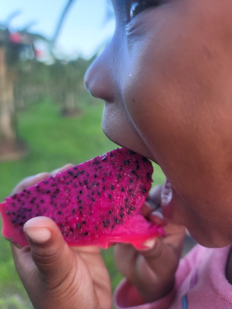 DRAGON FRUIT SEASON BEGINS IN TRINIDAD & TOBAGO – ROYAL RED VARIETY TAKES THE LEAD!