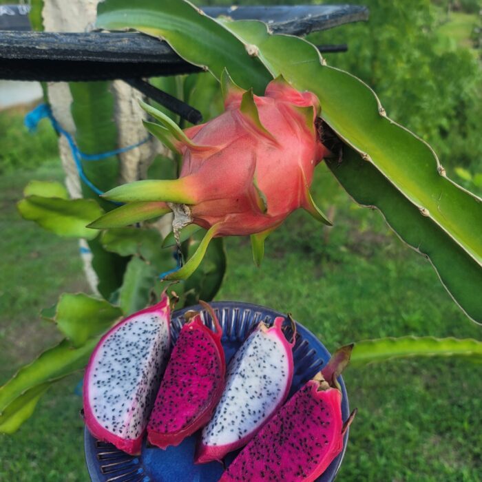W&R Dragon Fruit in Plate